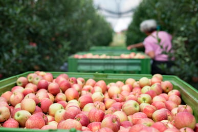 Cold-chain and reefer freight rarely show up in general market benchmarks. See why food and beverage procurement needs a dedicated view of temperature-controlled lanes, and what happens when it doesn't have one.