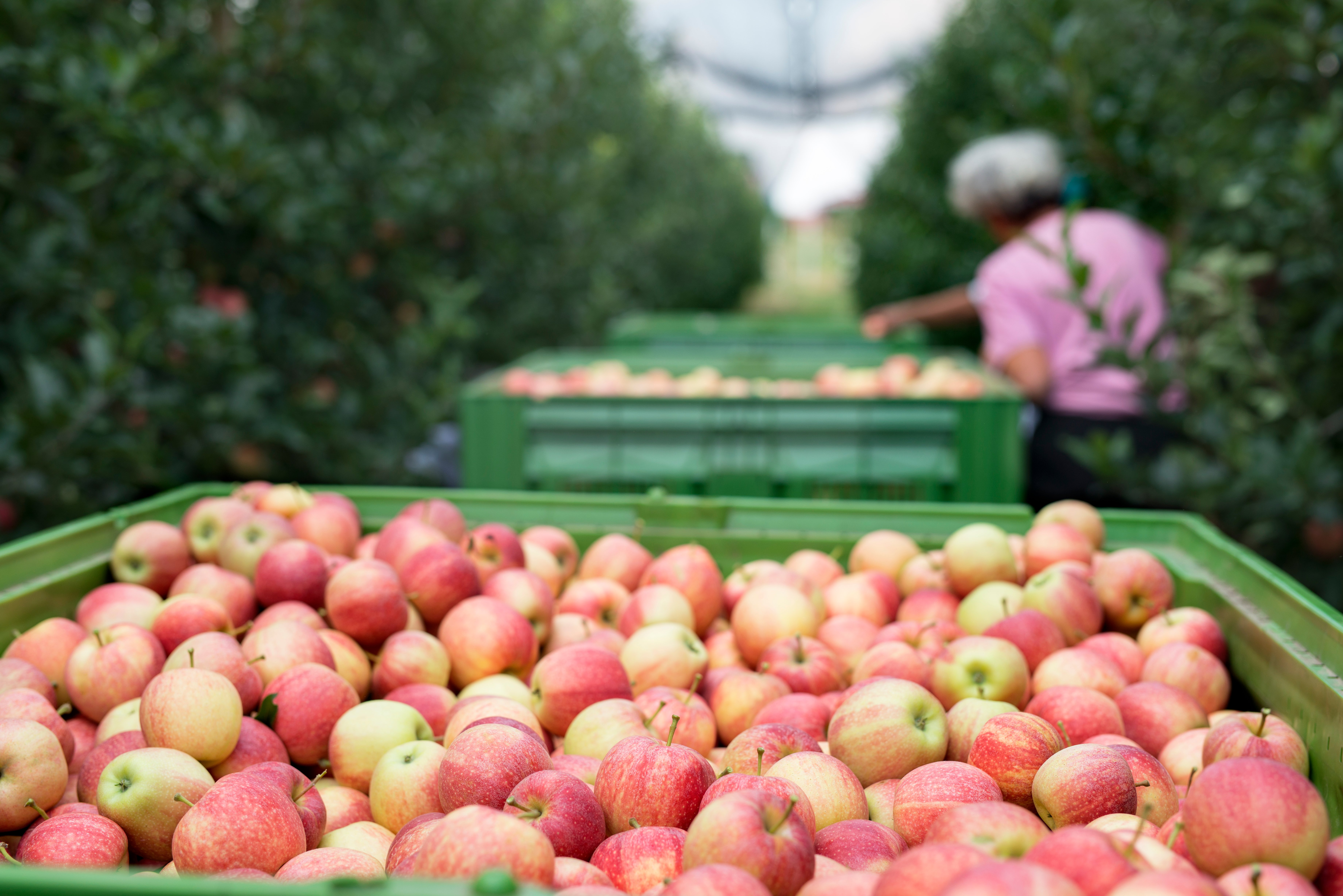 Food and Beverage Freight Procurement: Why Reefer Rates Keep Breaking Your Budget